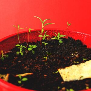 Seeded Paper that has been planted and plants growing, seeded plantable card